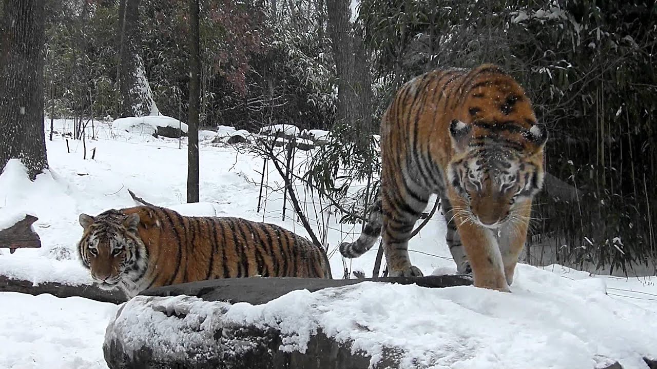 the tiger and the snow torrent